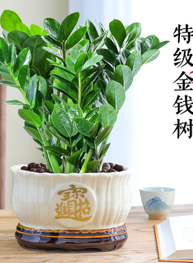 金钱树盆栽特级大盆摇钱树室内绿植四季常青好养钱串子招财旺宅