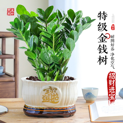 特级金钱树盆栽室内招财钱串子