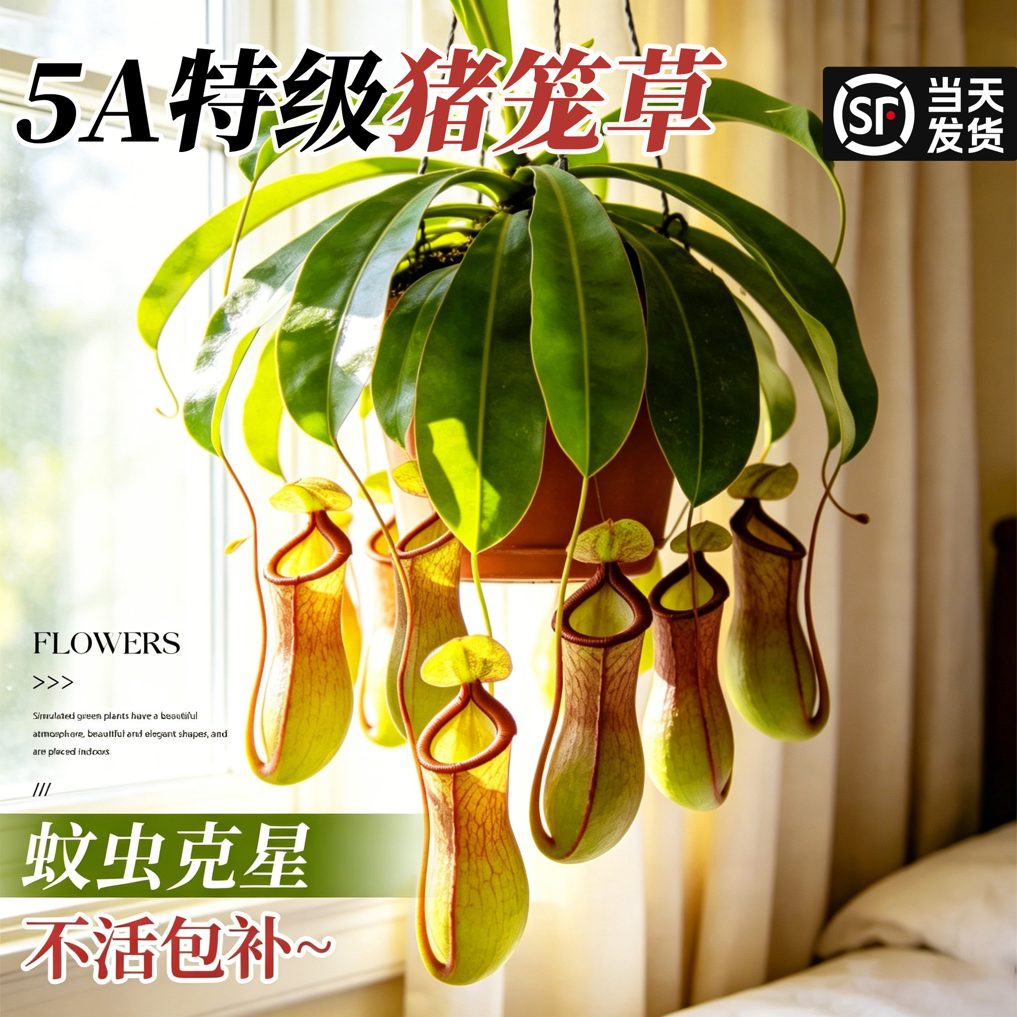 猪笼草盆栽超大食虫驱蚊植物室内阳台捕蝇草绿植吊盆四季趣味花卉