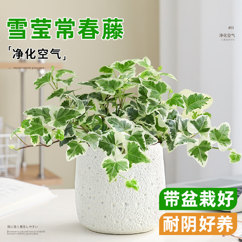 雪莹常春藤办公室内桌面好养绿植图片