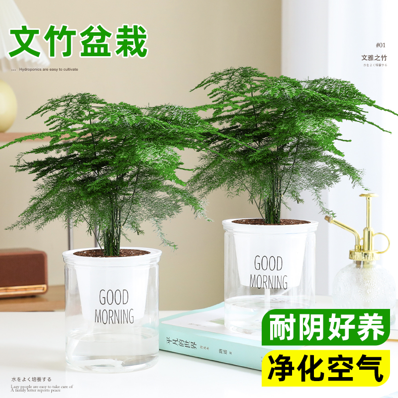 水培文竹盆栽办公室内客厅桌面植物清新空气好养工位净化摆件绿植