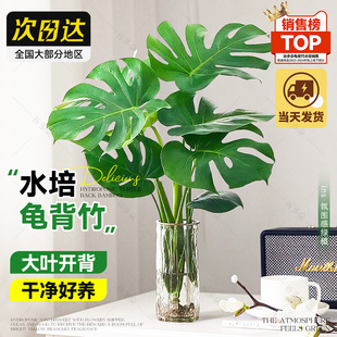 龟背竹水培植物客厅室内水养鲜切大叶盆栽四季 常青好养活老桩植物