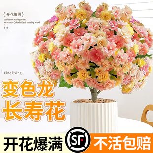 变色龙长寿花盆栽多彩花卉重瓣带花苞四季常青好养室内外阳台绿植