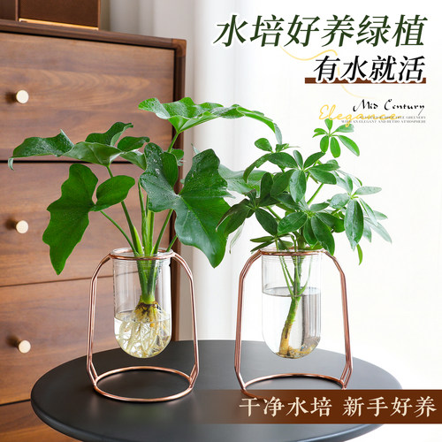 【水培好养绿植】耐阴旺运鸭脚木