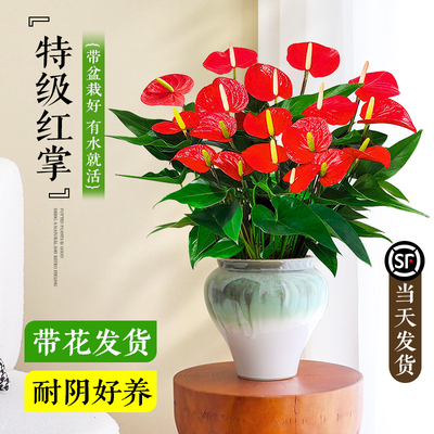 【特级大盆】红掌盆栽室内花卉