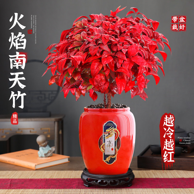 大盆火焰南天竹盆栽室内外绿植耐寒植物四季观叶好养花卉年宵盆景,鲜花速递/花卉仿真/绿植园艺,绿植,淘宝优惠券,粉丝福利购,淘宝优惠卷