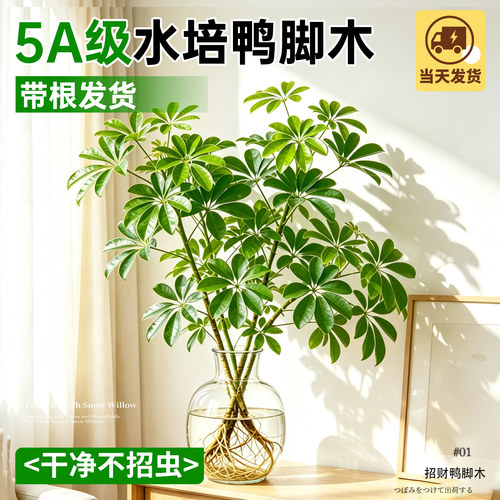 【家居好物】水培鸭脚木好养绿植