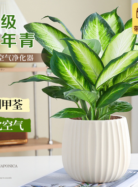 特级万年青盆栽室内绿植常绿办公室内桌面客厅净化空气好养活植物