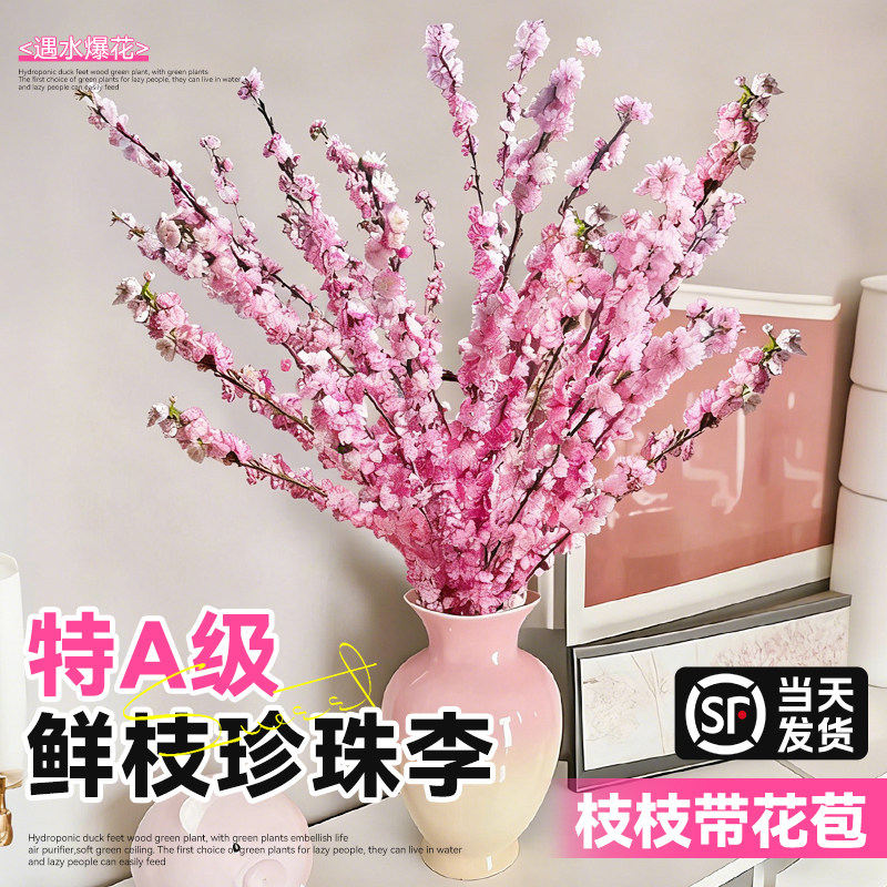 【带叶带花苞】珍珠李水培绿植物