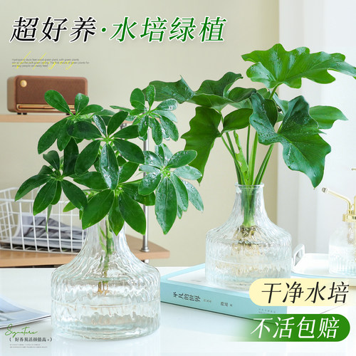 【水培鸭脚木】耐阴懒人好养绿植