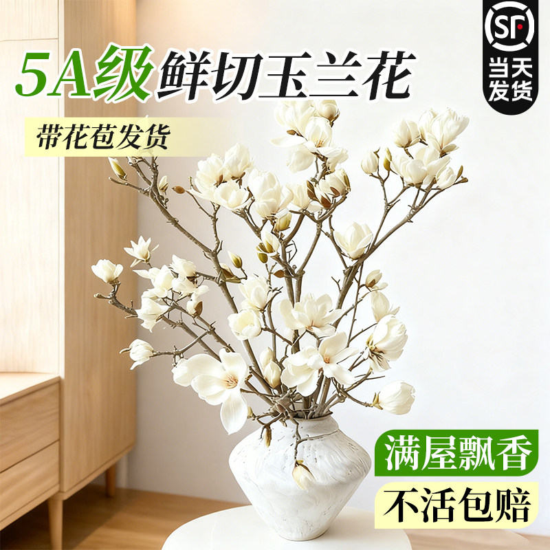 【带花苞玉兰】水培鲜切花卉绿植