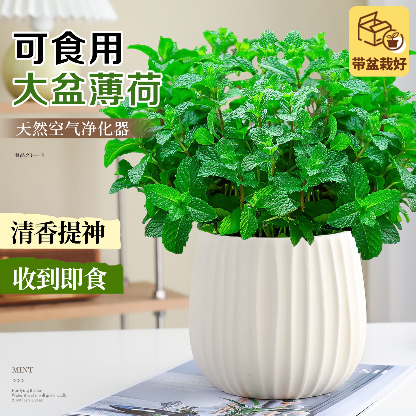 可食用大盆薄荷盆栽大苗室内驱蚊绿植猫薄荷叶迷迭香紫苏好养植物