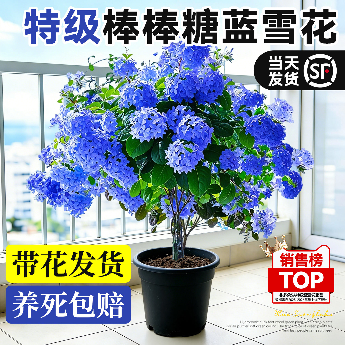 带花蓝雪花盆栽大苗独杆棒棒糖花卉绿植阳台庭院耐热爬藤植物好养