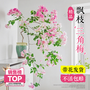 三角梅盆栽带花大盆飘枝垂丝老桩室内阳台爬藤绿植物花卉多季开花