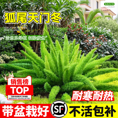 狐尾天门冬盆栽九尾狐四季常青