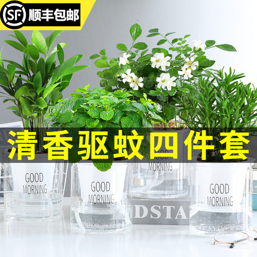 水培驱蚊植物薄荷室内无