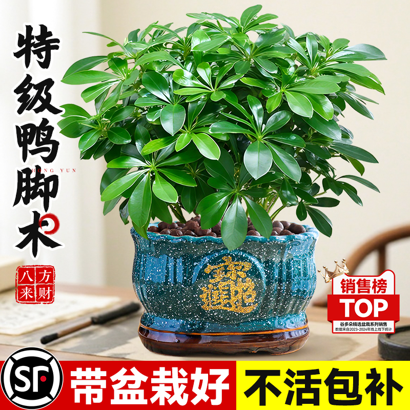 特级大盆鸭脚木室内桌面招财绿植
