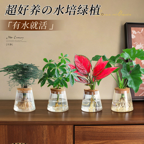 【超好养绿植】水培文竹小盆栽