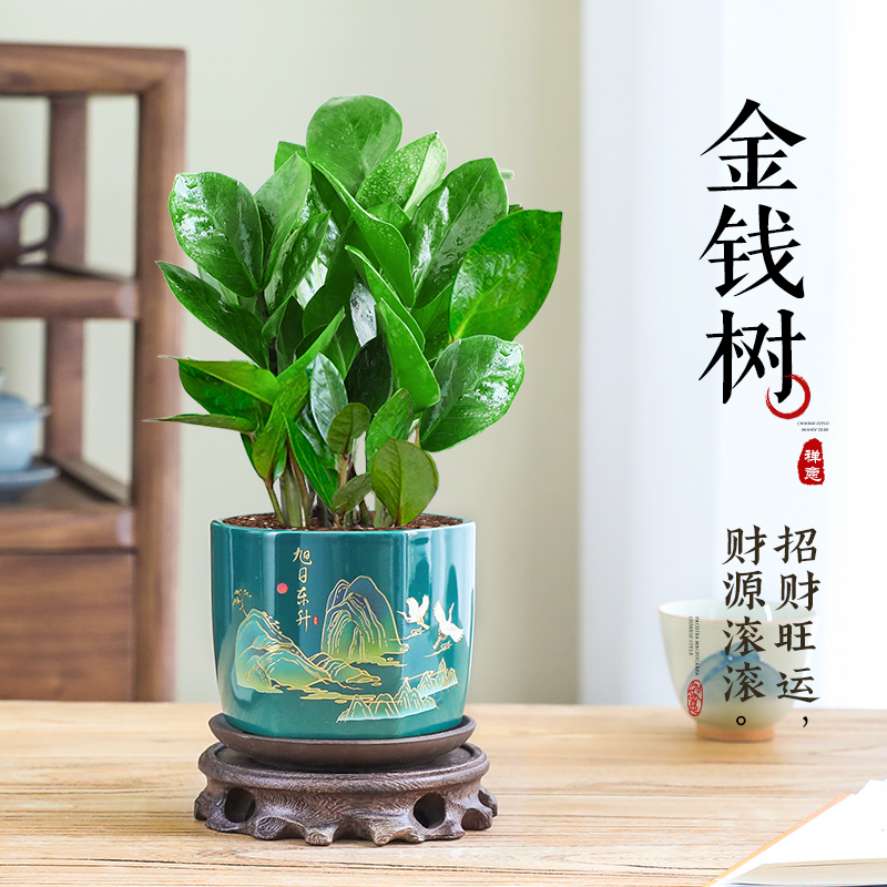 金钱树盆栽钱串子招财中式盆景