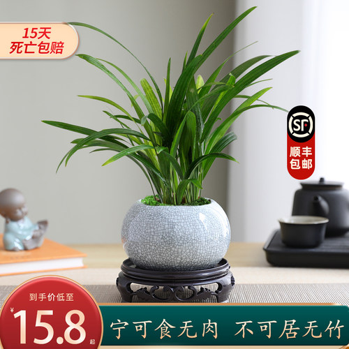 棕竹盆栽室内桌面绿植常青好养活