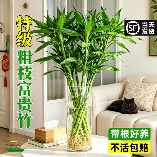 【带根富贵竹】水培好养耐阴除醛