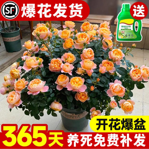 果汁阳台月季花苗灌木大花盆栽