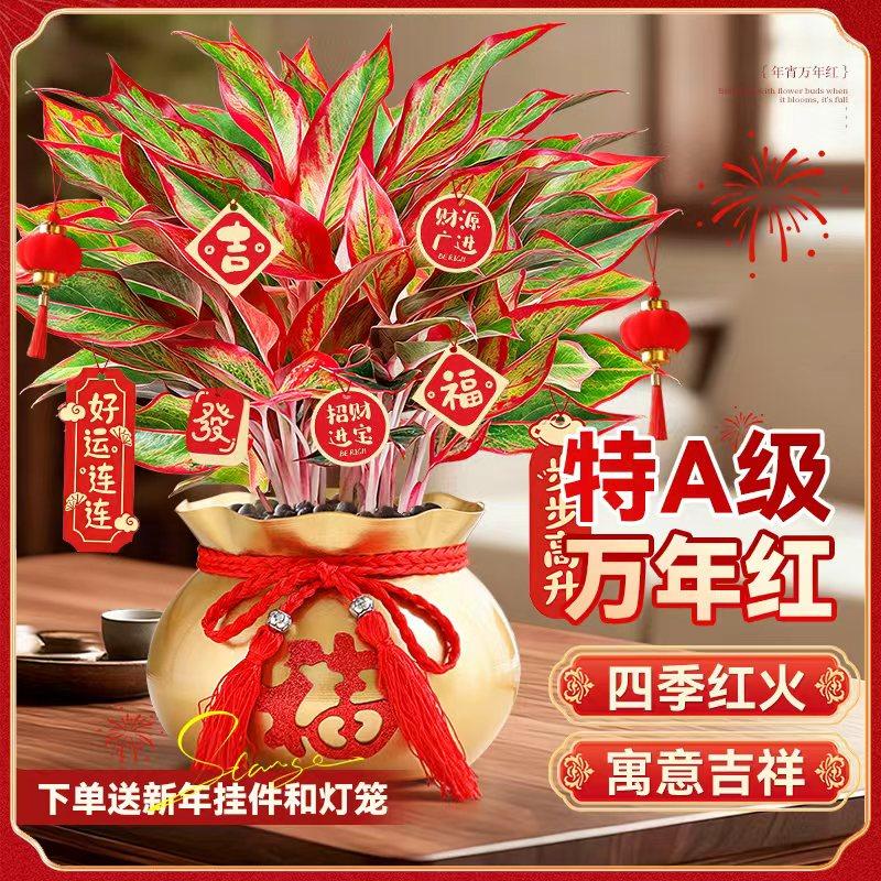 特级万年红盆栽如意皇后室内桌面绿植物花卉四季净化好养招财旺宅,鲜花速递/花卉仿真/绿植园艺,绿植,淘宝优惠券,粉丝福利购,淘宝优惠卷