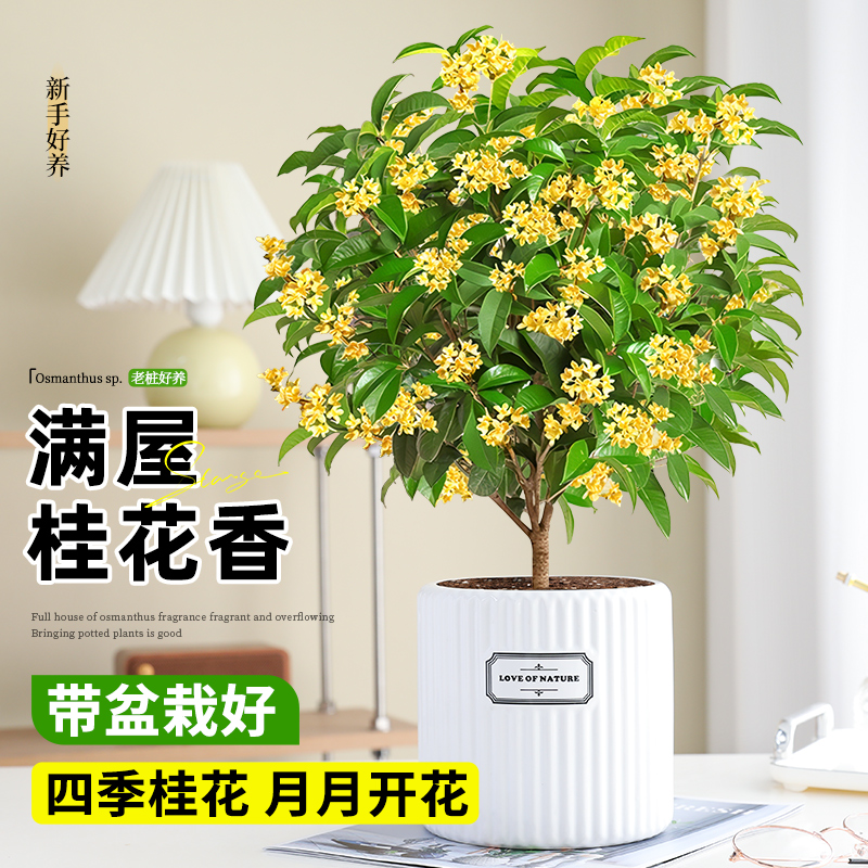 四季桂花盆栽树苗开花植物室内外花卉浓香好养易活可食用绿植盆景