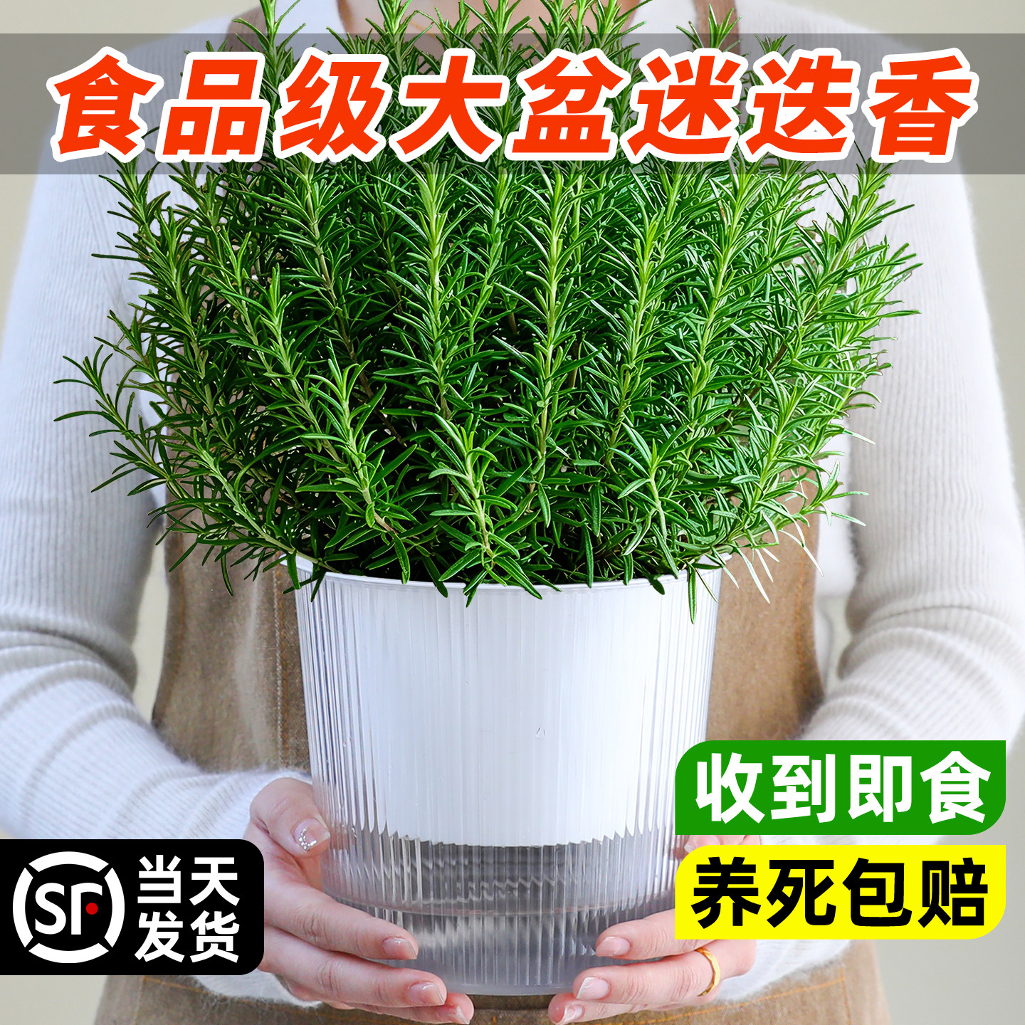 A级大盆迷迭香盆栽可食用大苗室内驱蚊绿植猫薄荷叶碰碰香草植物