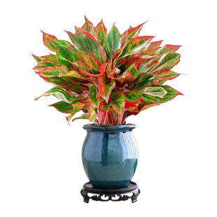 大盆万年红盆栽吉利红如意绿植室内四季好养花卉植物红掌景德镇