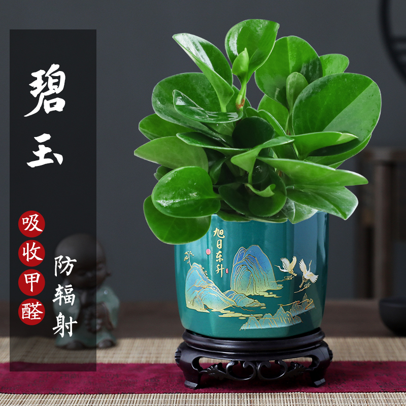碧玉盆栽室内绿植盆景豆瓣绿净化空气四季常青好养活客厅桌面绿植