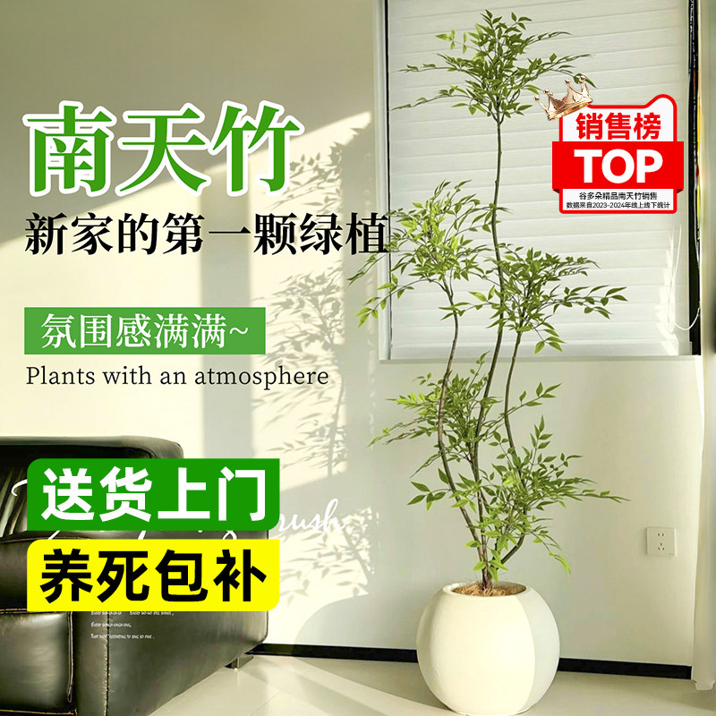 南天竹盆栽室内客厅绿植高级感真树办公室好养活大型植物高端轻奢,鲜花速递/花卉仿真/绿植园艺,绿植,淘宝优惠券,粉丝福利购,淘宝优惠卷