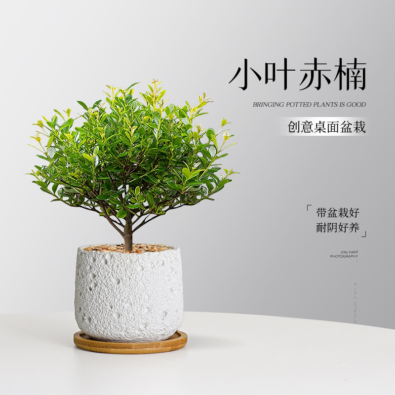 小叶赤楠绿植室内办公桌面盆栽