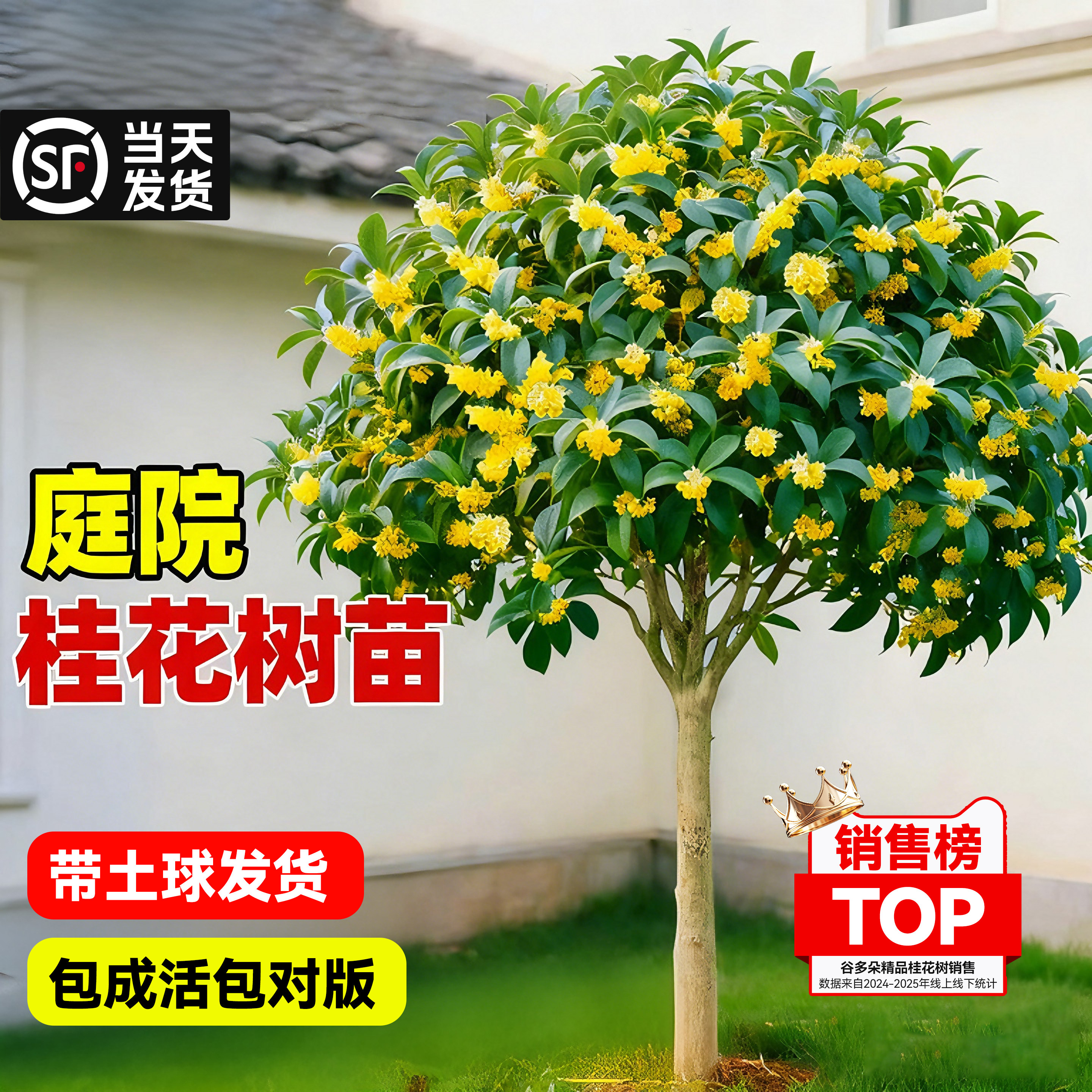 特大桂花树苗盆栽庭院地栽四季金丹八月桂带土球当年开花绿化花卉