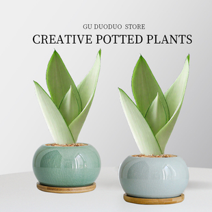 白玉虎皮兰办公室小盆栽绿植花卉室内桌面工位摆件好养活植物耐旱