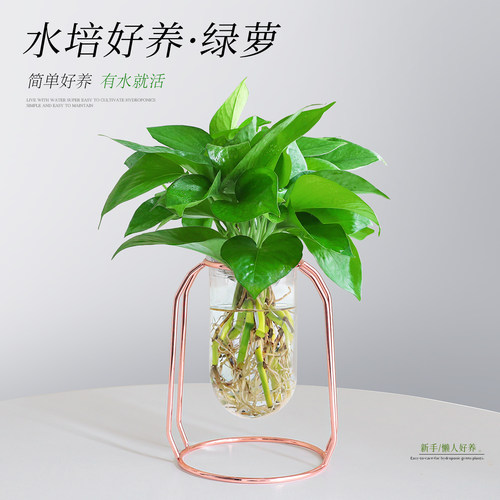 【绿萝水培植物】招财文竹耐阴