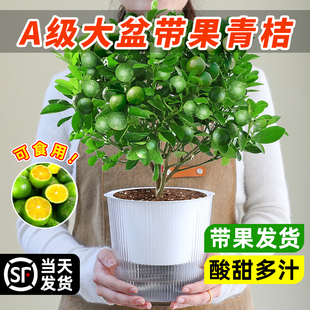 小青柠树苗海南小青桔盆栽金桔柠檬橘子树绿植室内阳台果树苗带果