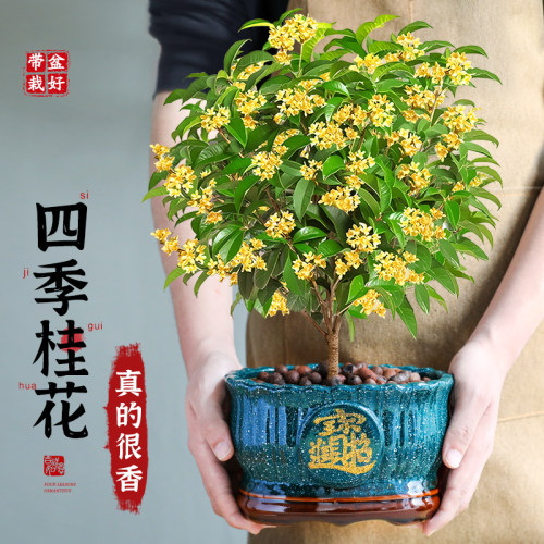 特级大盆老桩四季桂花室内外好养