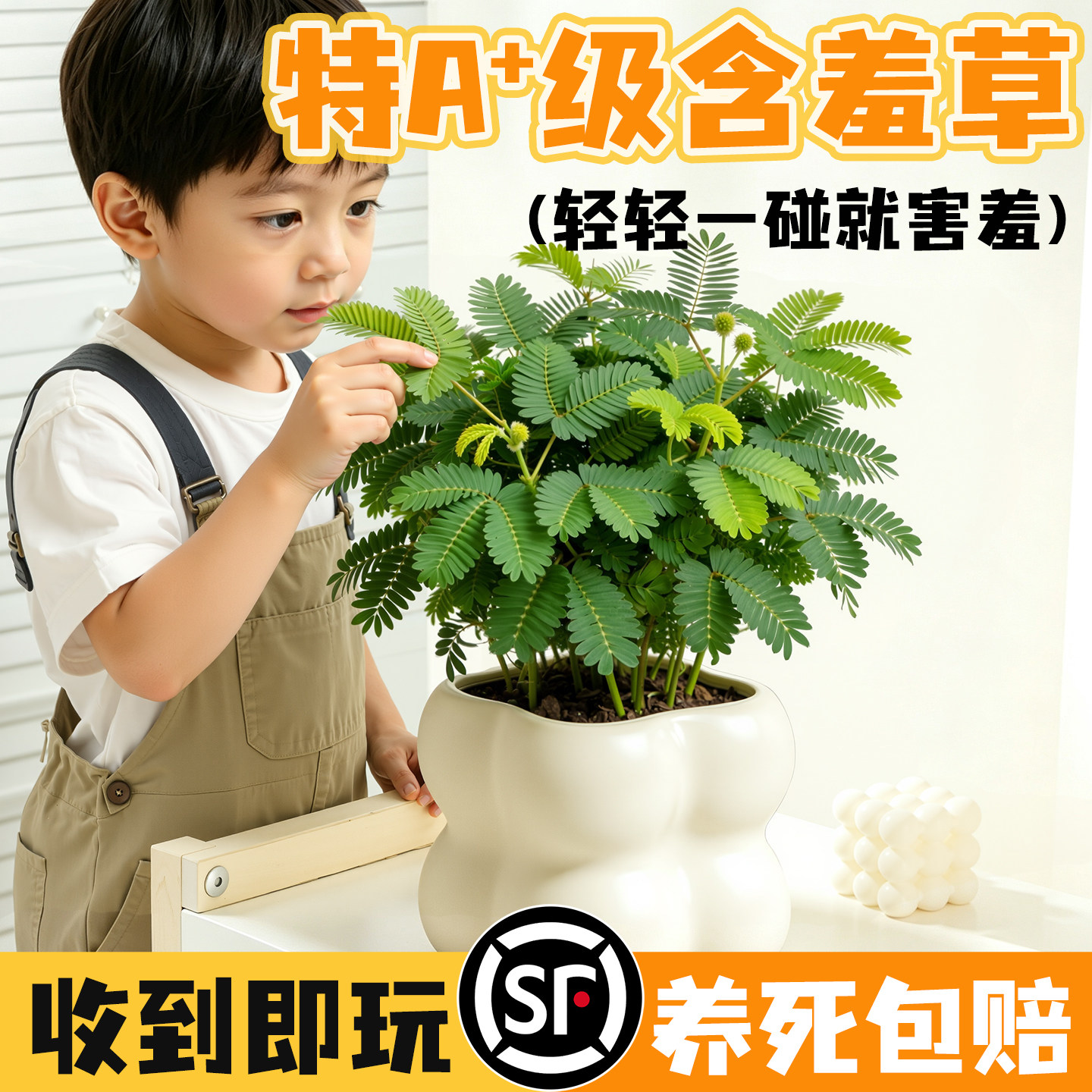 含羞草盆栽趣味幼儿园绿植室内办公桌面害羞草净化空气植物好养
