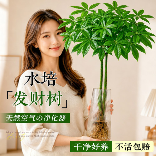 【招财好养绿植】水培发财树耐阴