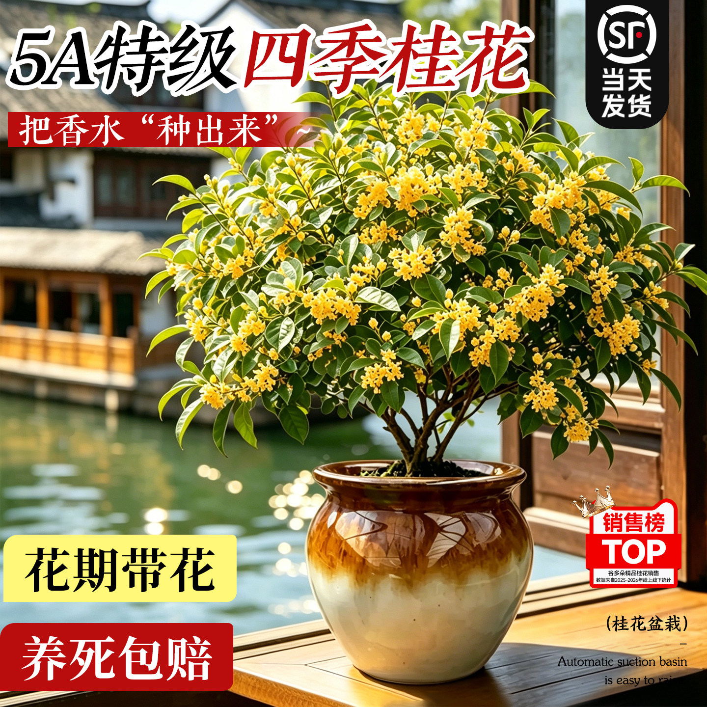 【开花浓香】特级四季桂花盆栽图片