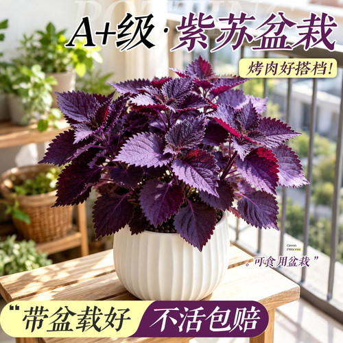 【烤肉搭档】可食用紫苏带盆栽好