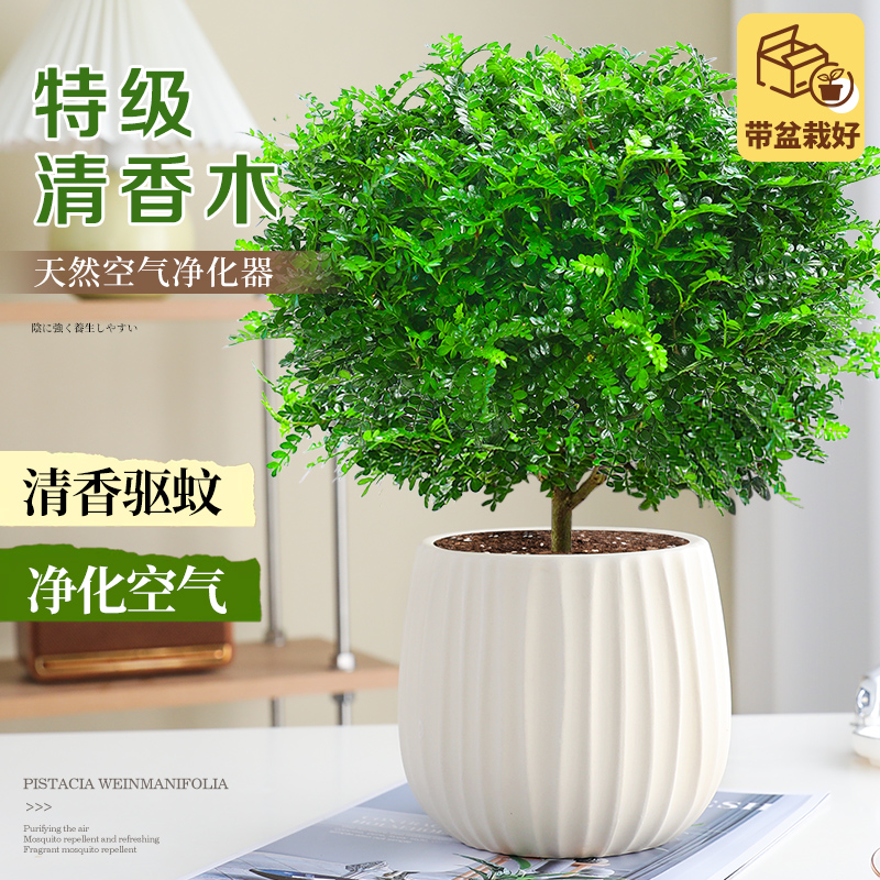 清香胡椒木老桩绿植室内驱蚊草