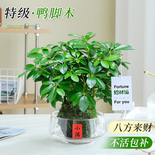 水培鸭脚木苔藓球办公室水培绿植