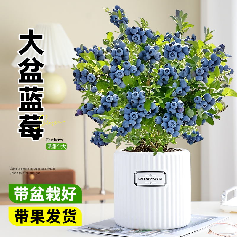 带果蓝莓盆栽大苗树果苗室内好养