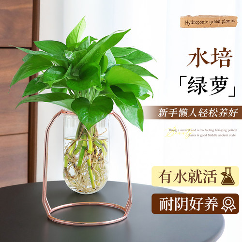 【水培绿萝植物】招财旺运小盆栽