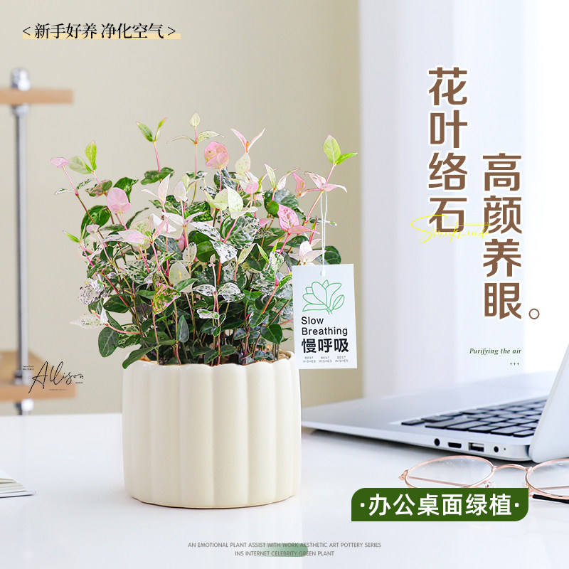 花叶络石盆栽五彩垂吊花卉室内阳台爬藤吊兰办公室四季好养活植物,鲜花速递/花卉仿真/绿植园艺,绿植,淘宝优惠券,粉丝福利购,淘宝优惠卷