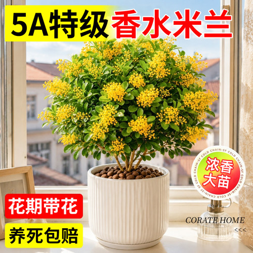 【浓香老桩】香水米兰带花苞好养