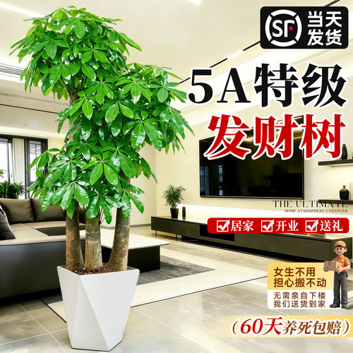 三杆步步高发财树旺宅乔迁之喜