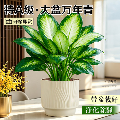 【好养易活】耐阴好养万年青盆栽